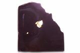 Seymchan Pallasite Meteorite Slice ( g) - Russia #382894-1